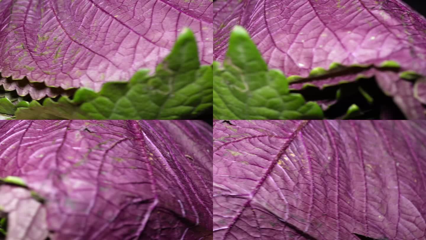 蔬菜紫苏叶 (1)