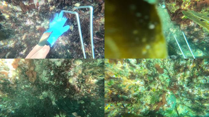 海底打捞海胆海产品gopro拍摄