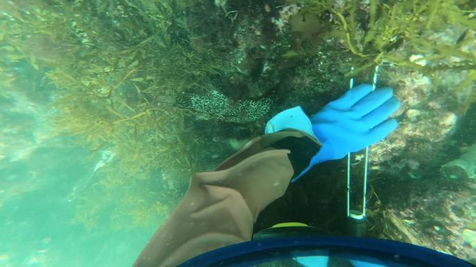 海底打捞海胆海产品gopro拍摄