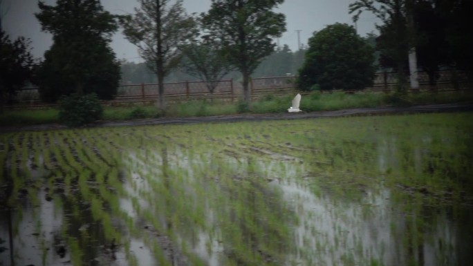 稻田中的白鹭