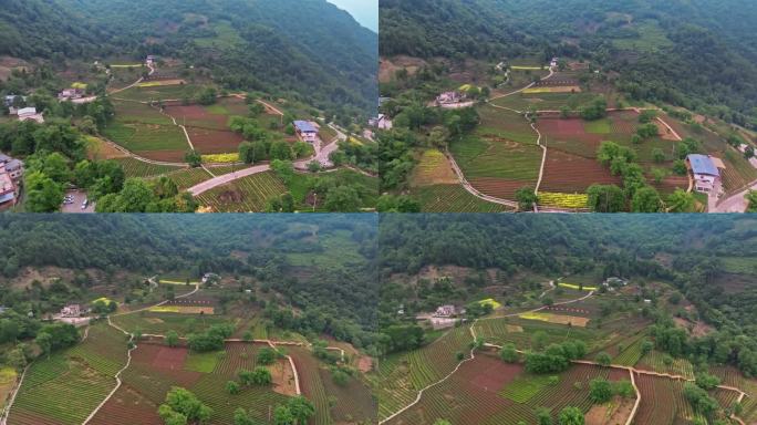 【4K】陇南文县碧口马家山茶园航拍大景