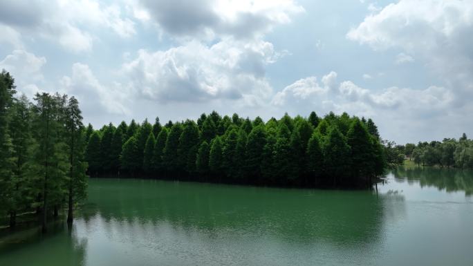 常州  新龙生态林  水上森林