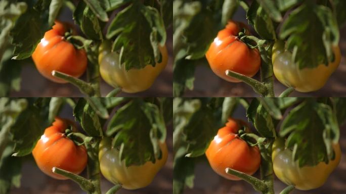 西红柿实景拍摄