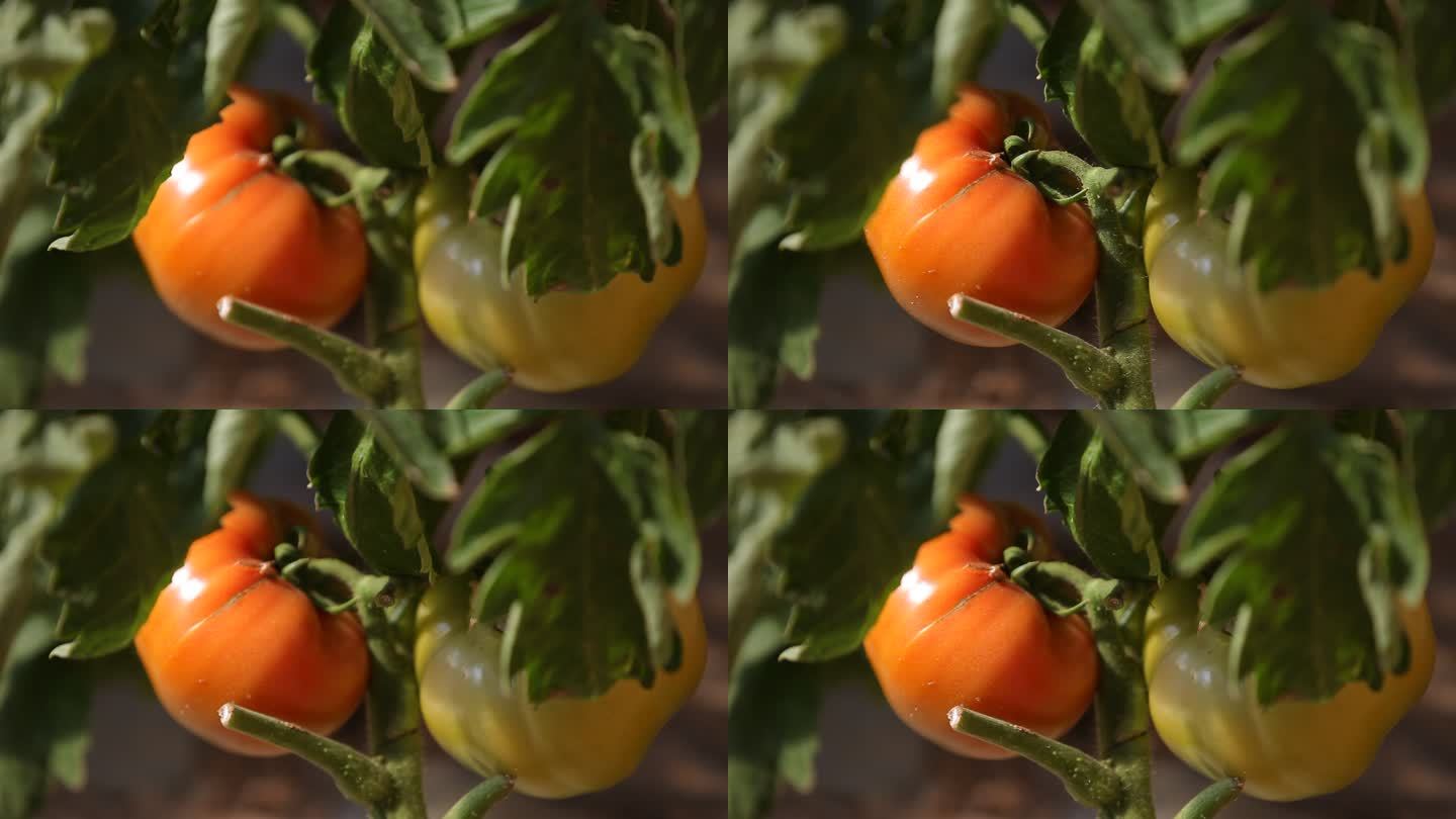 西红柿实景拍摄