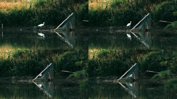 4K拍摄在河岸边散步的白鹭