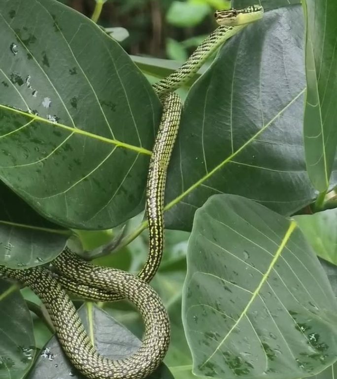 一条绿色的蛇有棕色的条纹。在树枝和树叶上等待猎物。