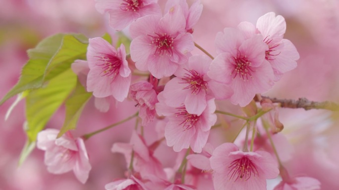 樱花盛开，粉红色美丽