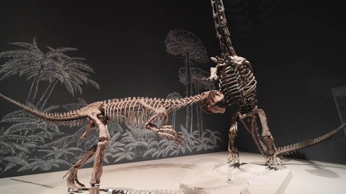 恐龙化石展示