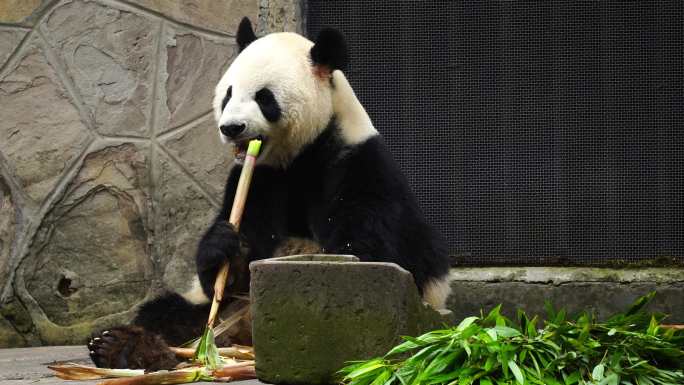 国宝猫熊 熊猫吃竹子