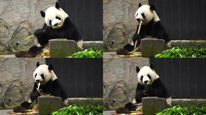 国宝猫熊 熊猫吃竹子