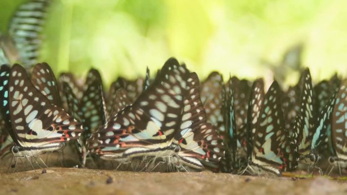 热带森林里的一群蝴蝶