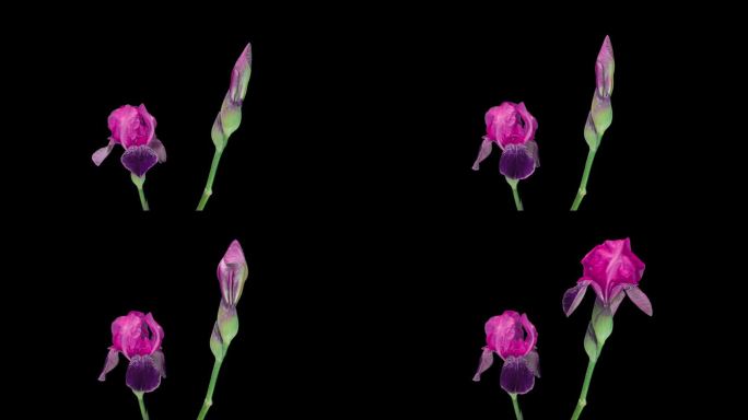 美丽的粉红色蝴蝶花在黑色的背景上绽放。时间间隔。4 k