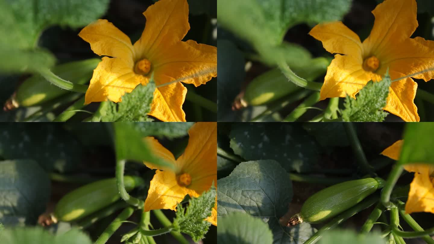 西葫芦瓜花朵实景拍摄