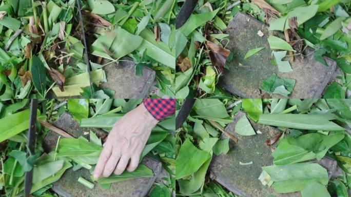 4k妇女砍绿叶做肥料