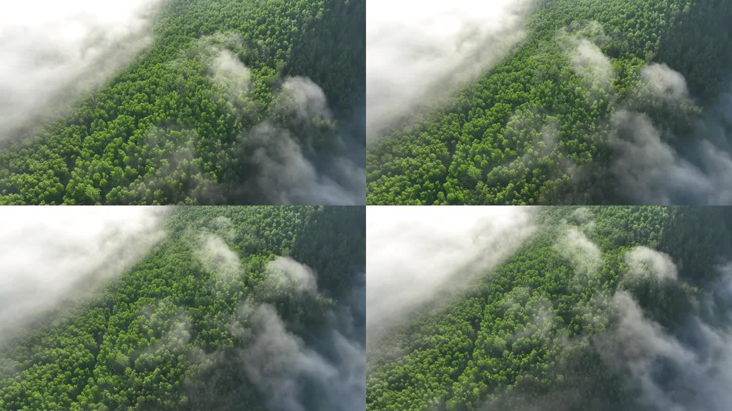 航拍晨雾缭绕的绿色山林