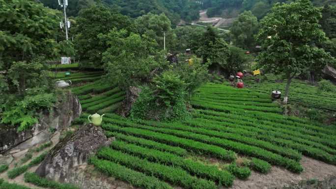 【4K】陇南文县碧口马家山茶园航拍（1）