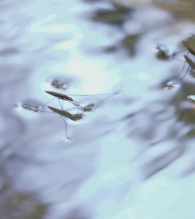 水黾科。一只甲虫在水面上行走，特写。河流与清澈的水垂直视频。
