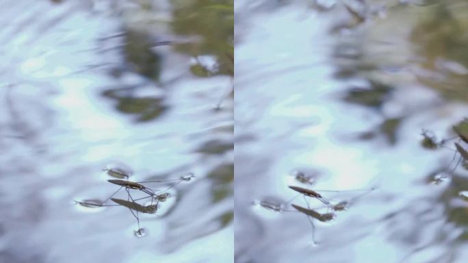 水黾科。一只甲虫在水面上行走，特写。河流与清澈的水垂直视频。