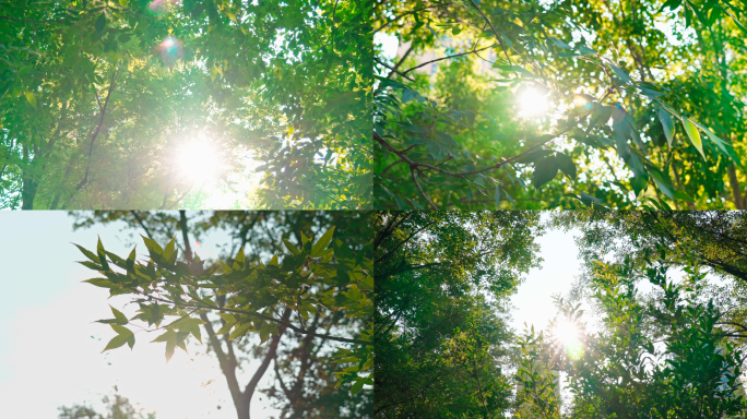 【4K】阳光树叶光斑小清新空镜头