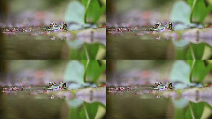 花园池塘中的大绿蛙水面特写，以宏观视角展现了花园生态圈中的蛙眼，以及春天交配的两栖动物等待昆虫的田园