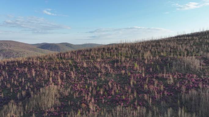 航拍大兴安岭漫山遍野的杜鹃花