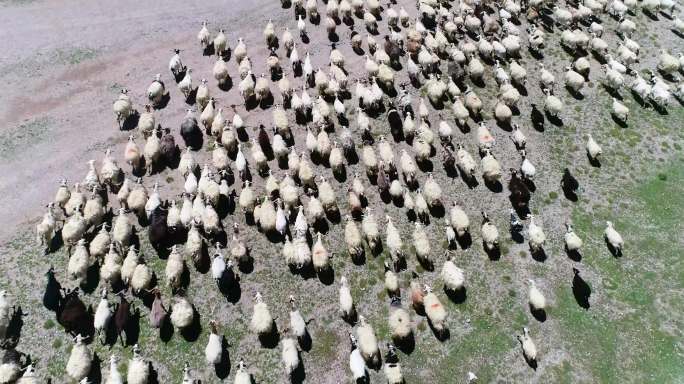 羊航拍 草原羊群 羊群草原 内蒙古羊
