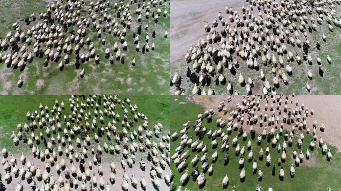 羊航拍 草原羊群 羊群草原 内蒙古羊