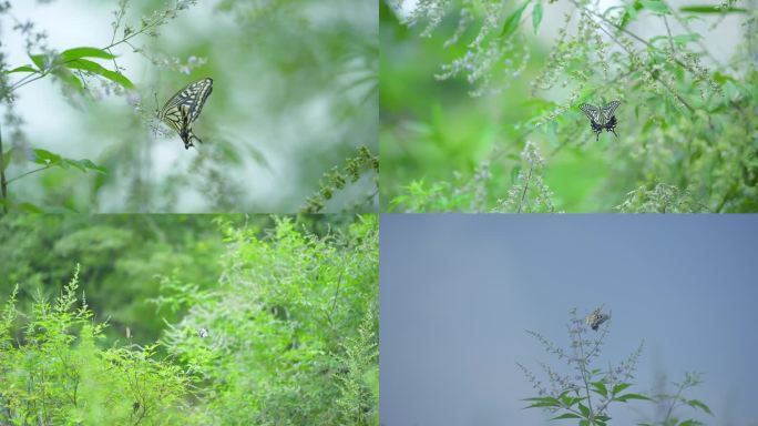 初夏初春夏日花丛中的蝴蝶彩蝶飞舞意境空镜