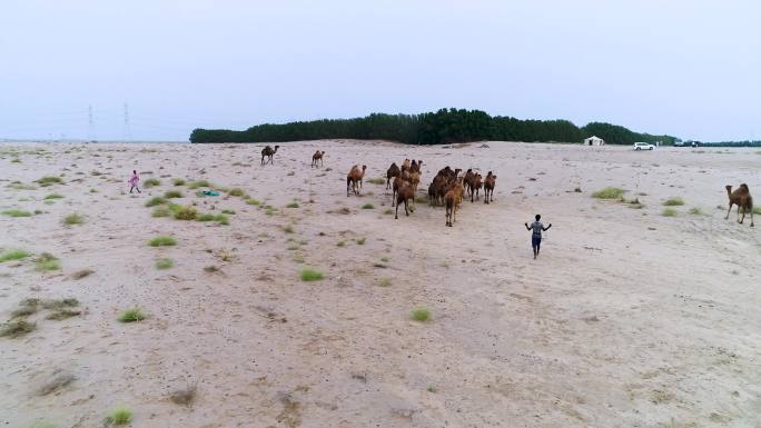 工业基地 修建公路 沙漠骆驼