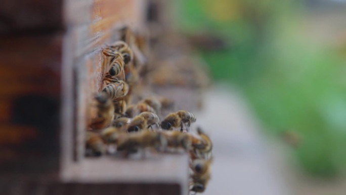 蜜蜂入口:蜂巢宣传片农村乡村