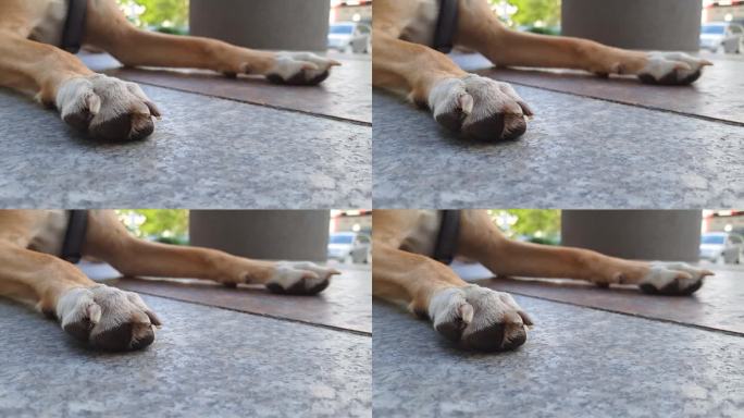 狗的前爪靠近。前肢穿白袜子。