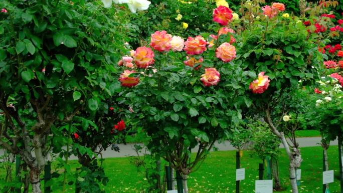 在展览会上花园里有许多不同品种的玫瑰。