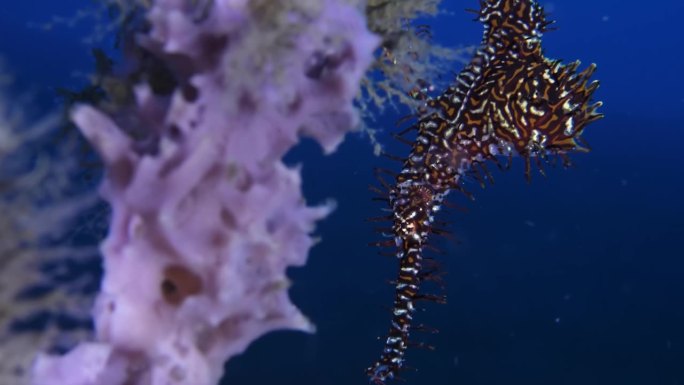 一种长相奇特的珊瑚鱼——小丑鬼管鱼(Solenostomus paradoxus)