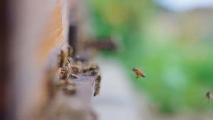 蜜蜂入口:蜂巢蜜蜂特写小蜜蜂人工养殖蜂