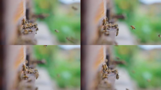 蜜蜂入口:蜂巢蜜蜂特写小蜜蜂人工养殖蜂
