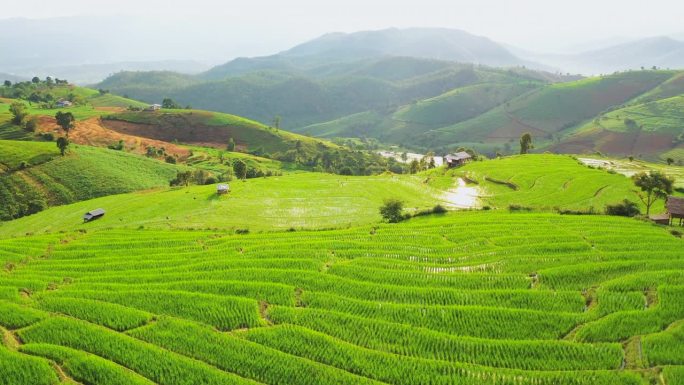 鸟瞰图稻田梯田全景山坡与水稻种植在山上