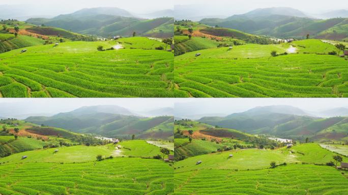 鸟瞰图稻田梯田全景山坡与水稻种植在山上