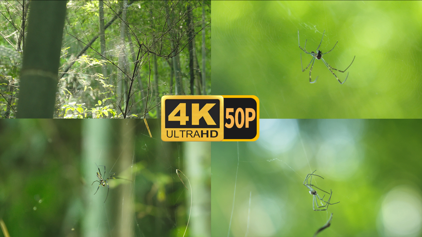 野外森林蜘蛛昆虫节肢动物