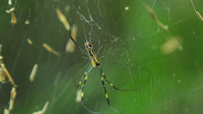 野外森林蜘蛛昆虫节肢动物