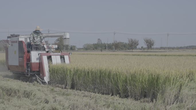 联合收割机抢收水稻