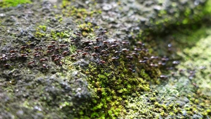 红蚂蚁在地面上行走的特写工作，团队合作