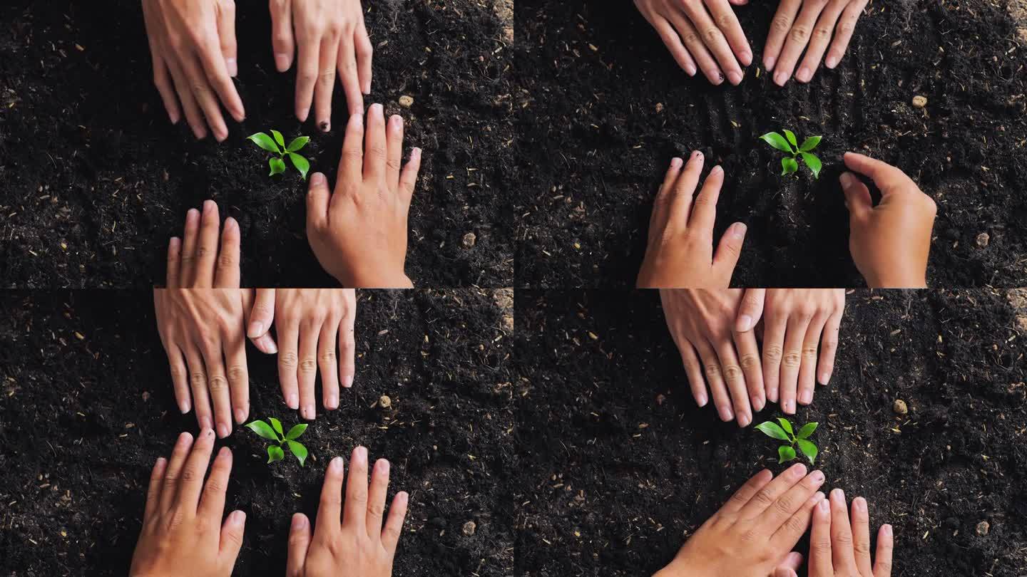 农民们的手互相帮助，在花园里用黑泥种树的特写
