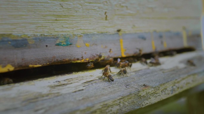 一只蜜蜂在木蜂巢的入口处，遇见了花粉采集者，守卫蜂王，跳舞。