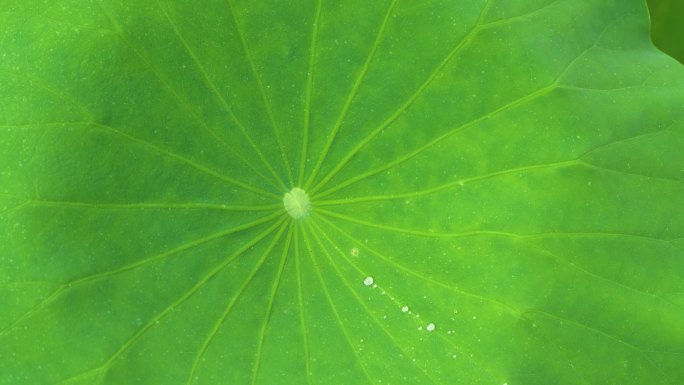 雨打荷叶水珠滴落在荷叶上