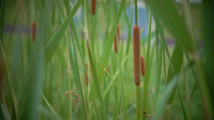 风中轻轻摇摆的菖蒲