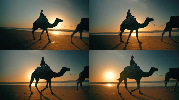 女游客沿着海岸线骑骆驼的剪影