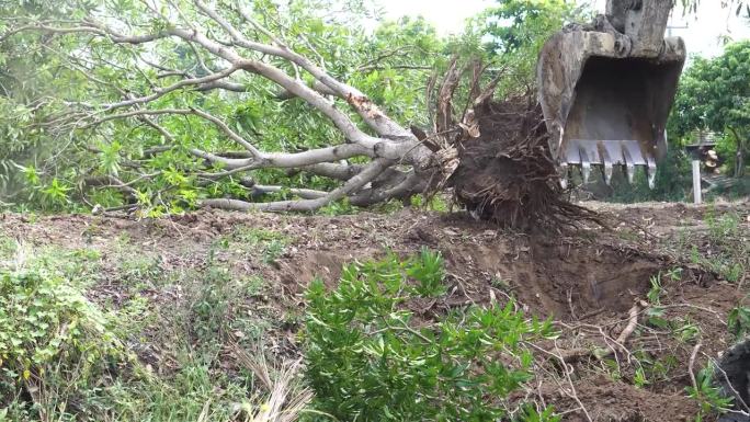 Makro挖树，挖树桩来调整地面以填满花园。摄于2023年6月7日，泰国Chokchai Nakho