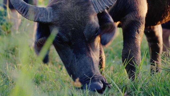 4K农业水牛在草地中觅食升格镜头