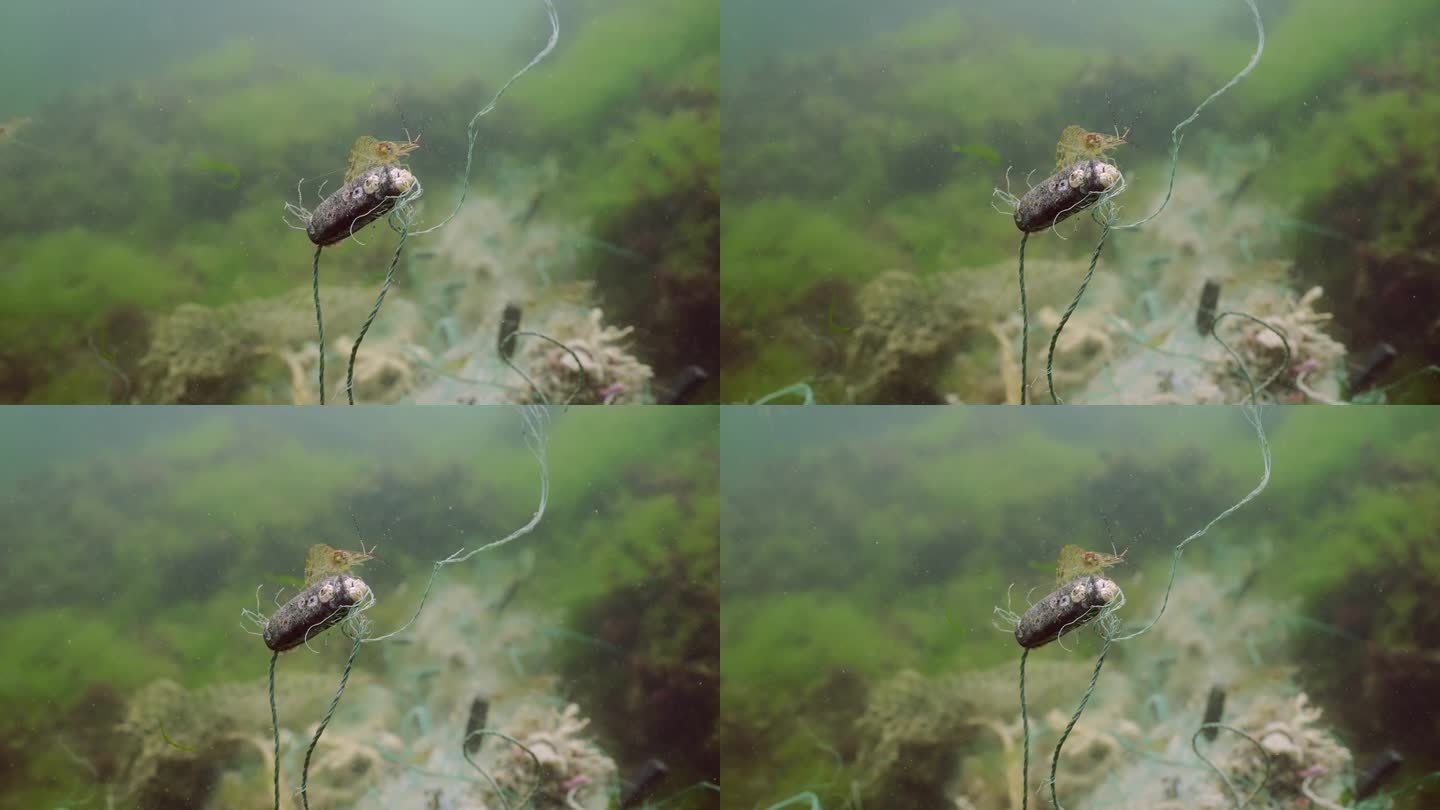 坐在浮标上的波罗的海对虾在黑海的绿藻上丢失了渔网