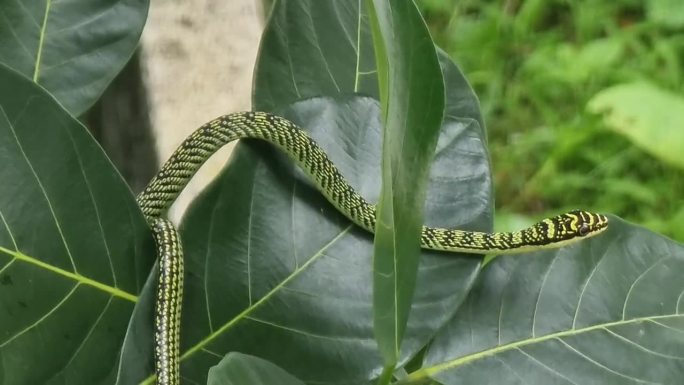 一条绿色的蛇有棕色的条纹。在树枝和树叶上等待猎物。